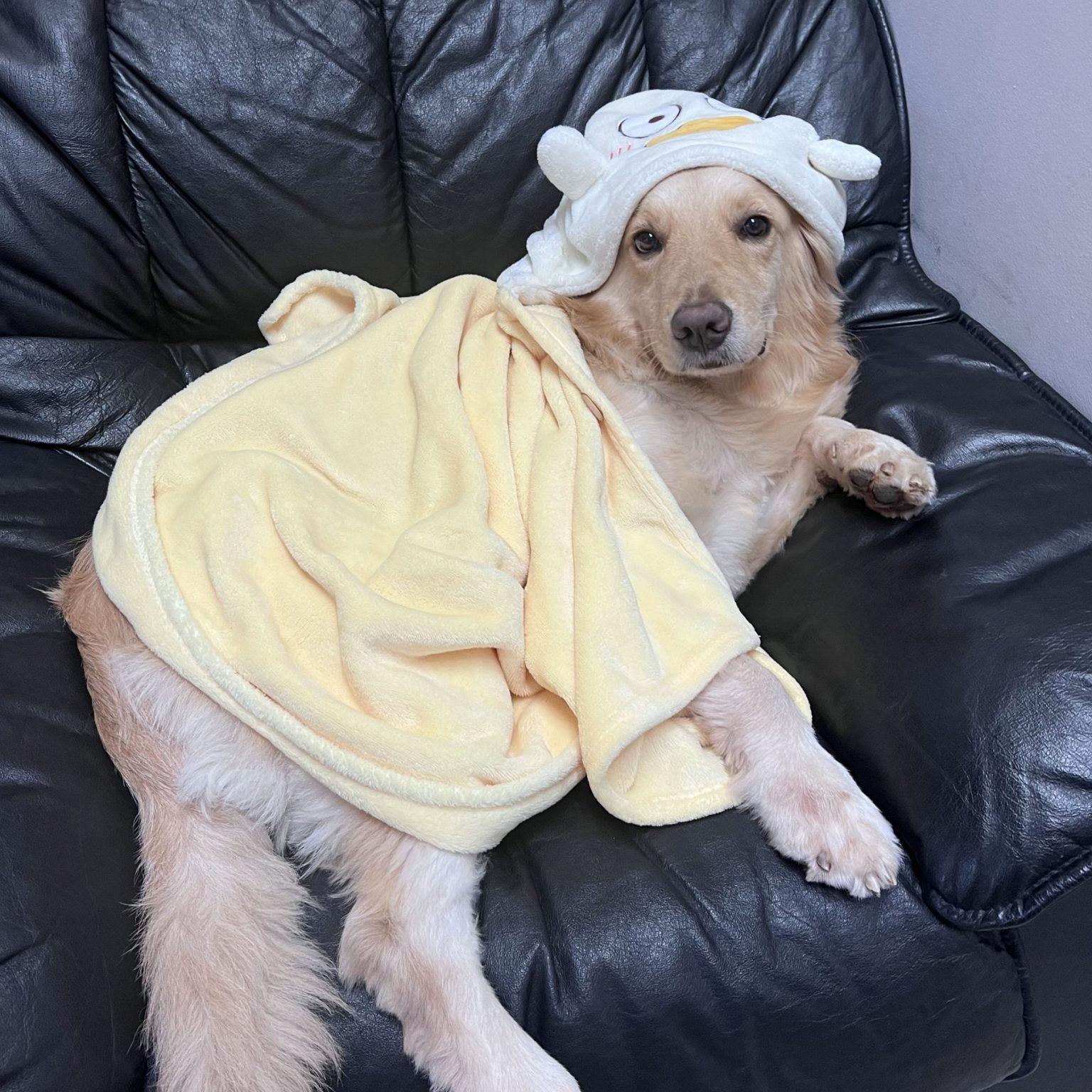 Professional moving team carrying packed furniture during home relocation